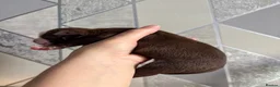 Alapaha Blue Blood Bulldog dogs for sale: Alapaha blue blood bulldogs  in Gloucester - Advert 10
