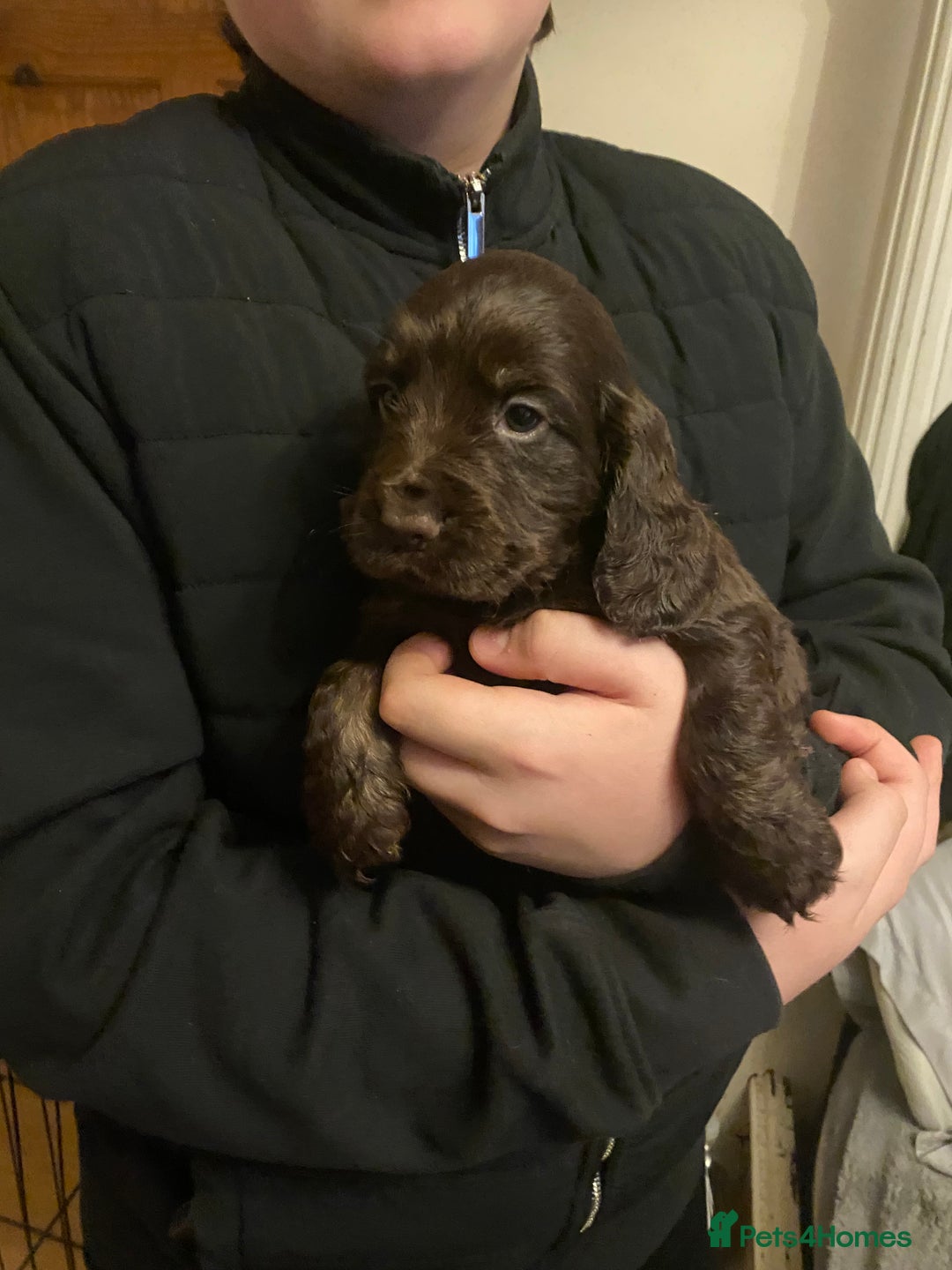 Cocker Spaniel dogs for sale: KC Registered Show Type Cocker Spaniels - Advert 7