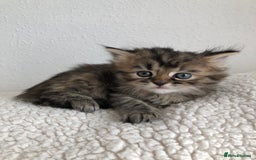 Siberian cats for sale: Stunning Siberian Kittens! - Image 14