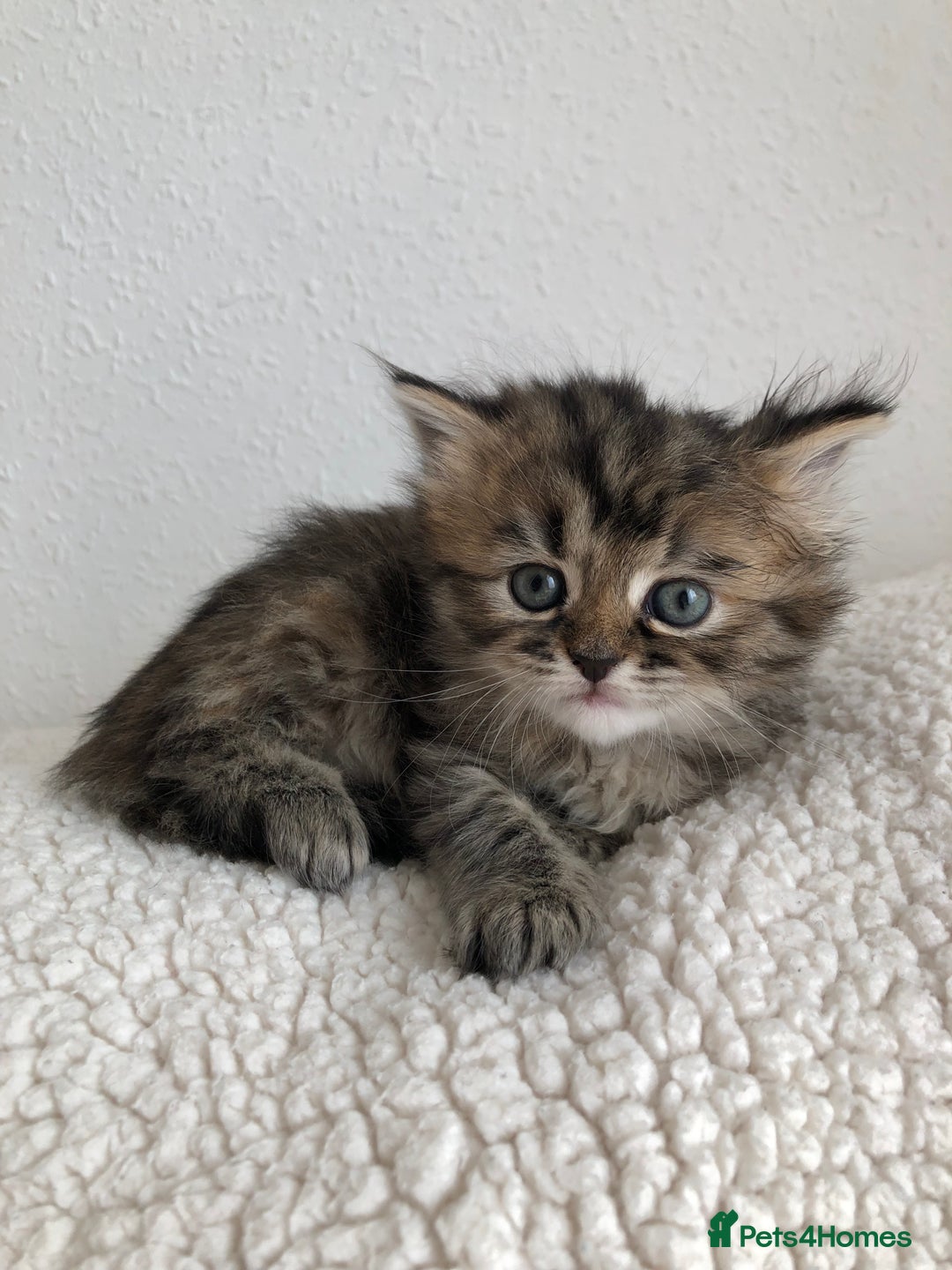 Siberian cats for sale: Stunning Siberian Kittens! - Image 14