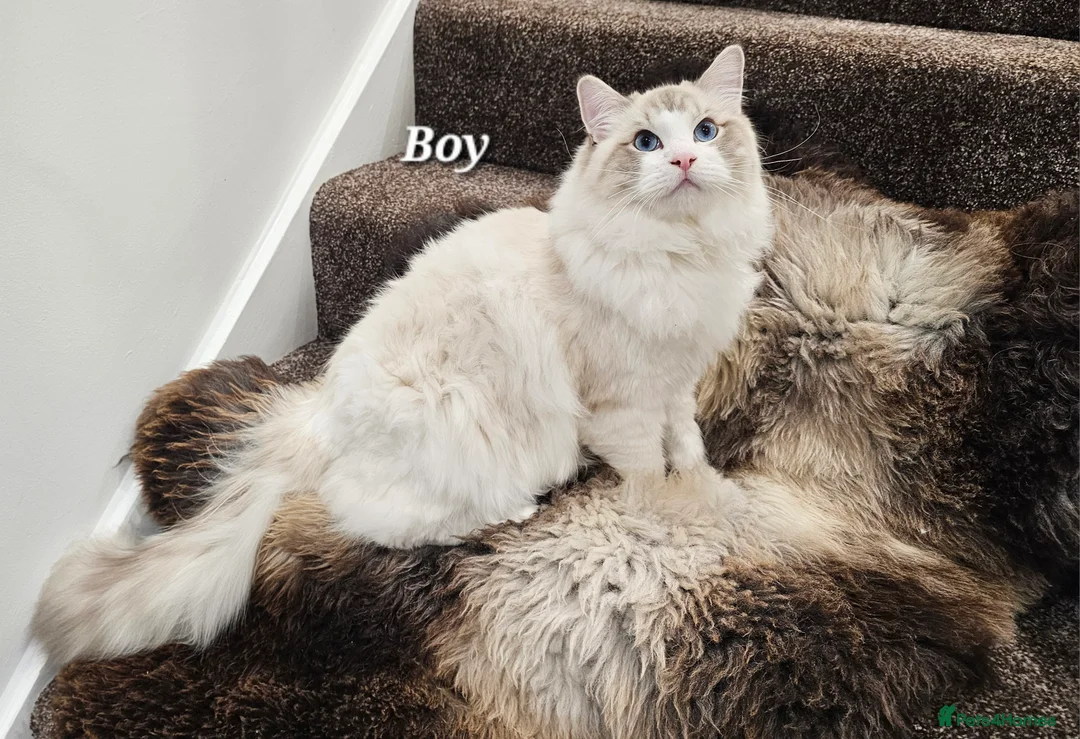 Ragdoll cats for sale: BOY ACTIVE GCCF  - Advert 13