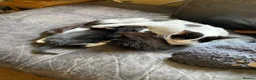 Mixed Breed cats for sale: 3 Black & White boys in Swadlincote - Advert 1