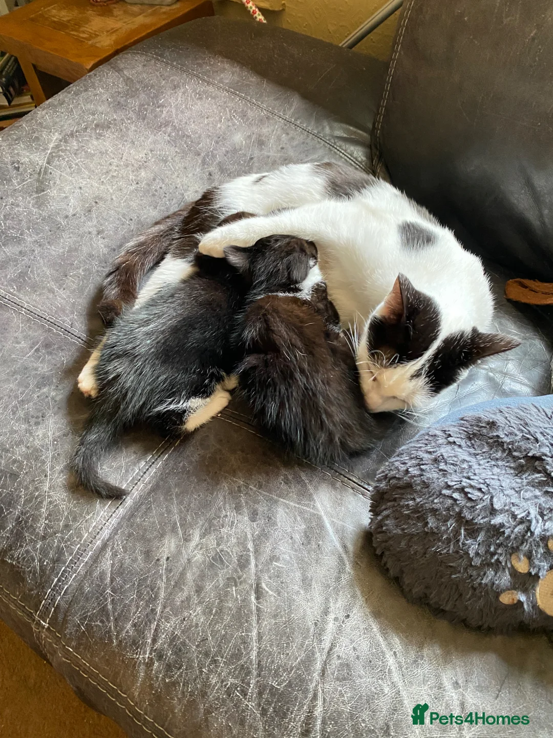 Mixed Breed cats for sale: 3 Black & White boys in Swadlincote - Advert 1