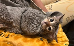 American Shorthair cats for sale: Three kittens 💖 - Advert 4