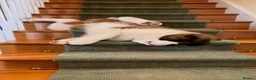 Saint Bernard dogs for sale: Classic healthy saint Bernard puppies ready now.. in Bath - Advert 3