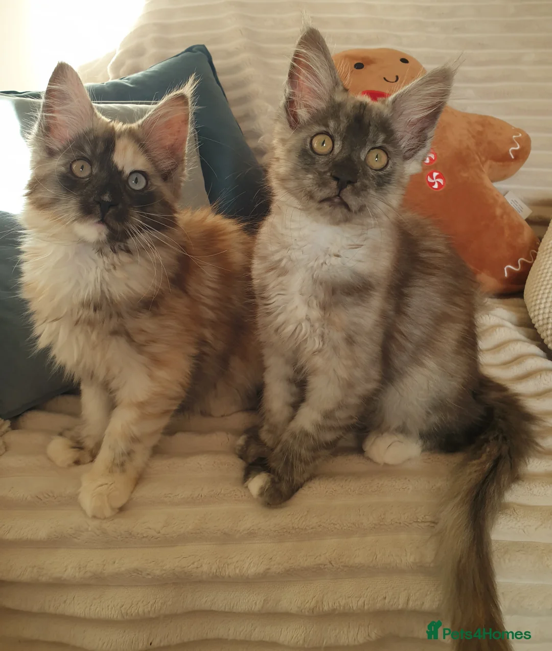 Maine Coon cats for sale: Maine coon girl 💛💙 - Advert 3