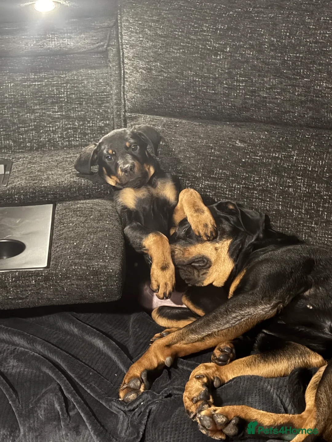 Rottweiler dogs for sale: 2 fluffy cuddly Rottweiler puppies available  - Advert 3