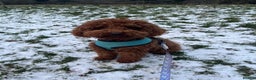Toy Poodle dogs for sale: ***Stunning Fox red Toy Poodle puppies*** - Advert 4