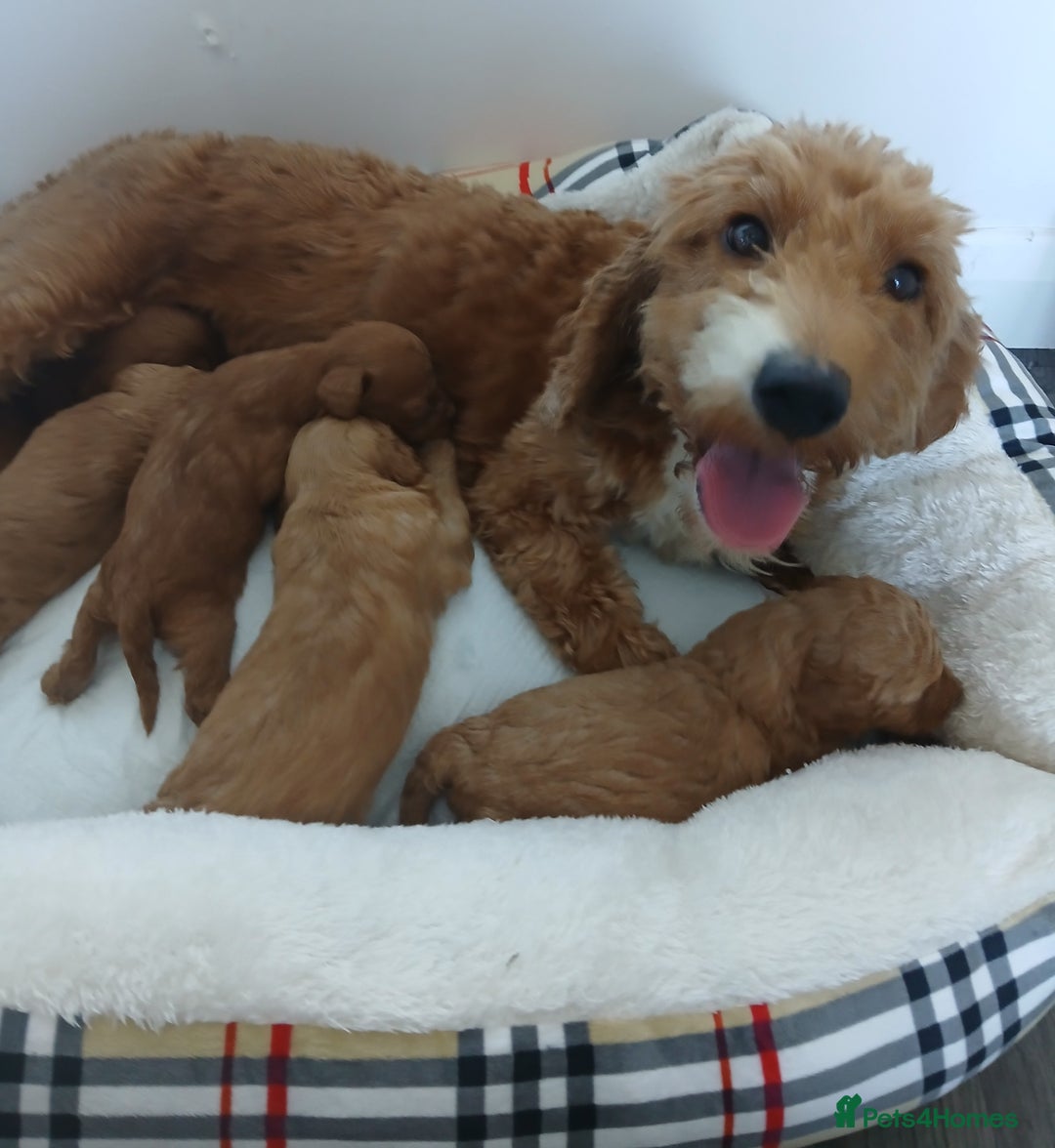 Cockapoo dogs for sale: Adorable F1B red cockapoo puppies  - Image 32