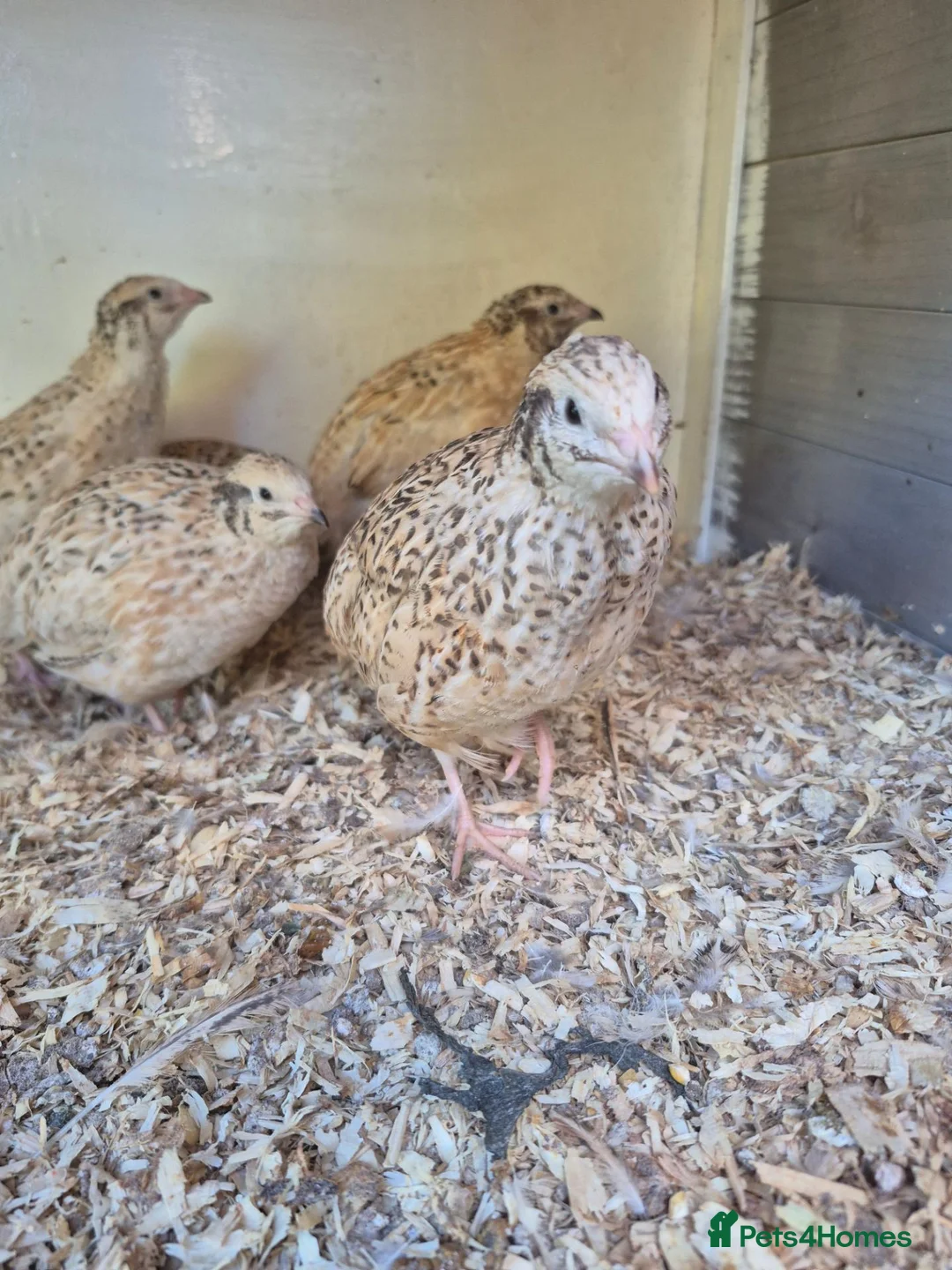 Quail poultry for sale: POL Italian Quail - Advert 2
