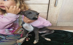 Whippet dogs for sale: Stunning quality blue whippets  - Image 11