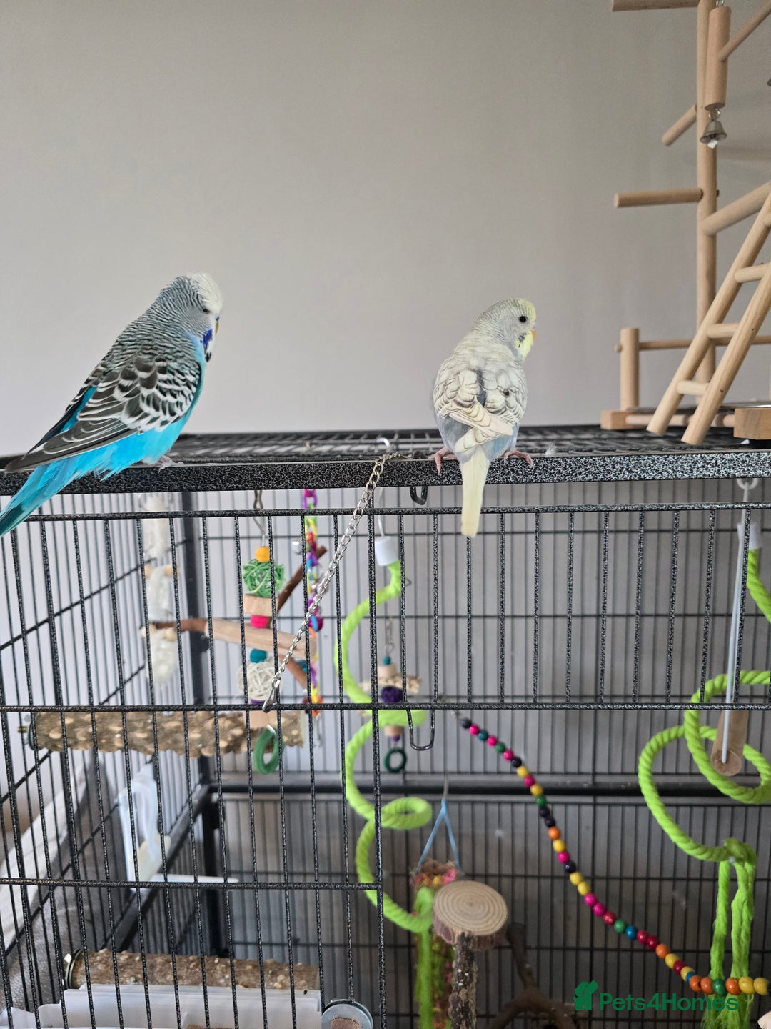 Budgerigars birds for sale: 2 budgies for sale with full set up. - Image 2