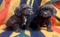 Cockapoo dogs for sale: F1 Cockapoo Puppies.  - Image 11