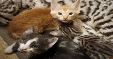 Bengal cats - Advert 1