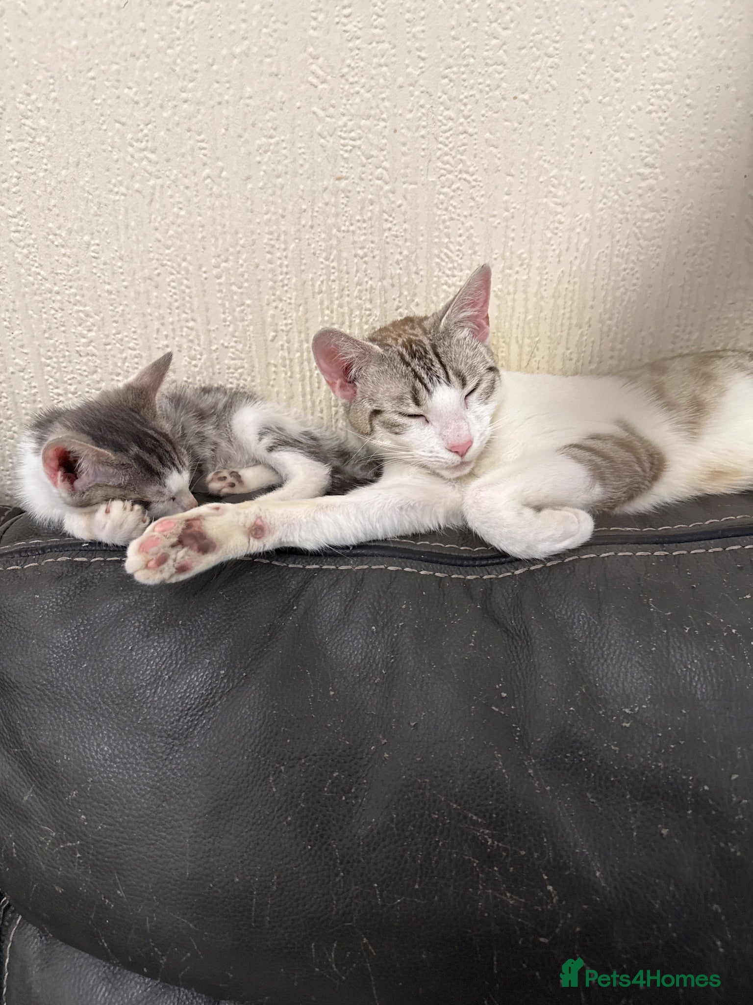 Bengal cats be cuddled and I will follow you around. - Advert 1