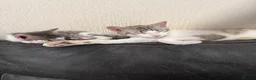 Bengal cats for sale: be cuddled and I will follow you around. - Advert 1