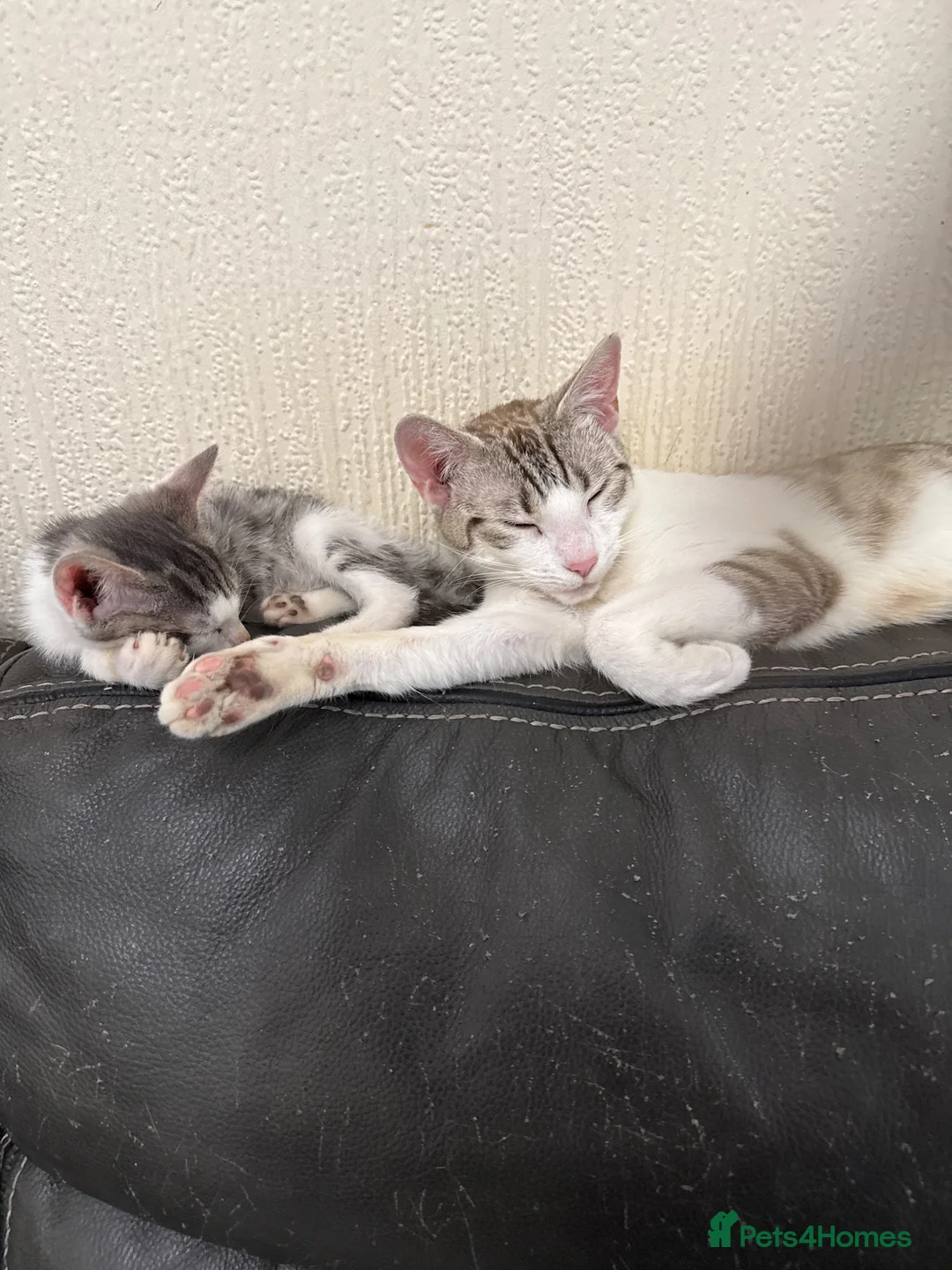 Bengal cats for sale: be cuddled and I will follow you around. - Advert 1