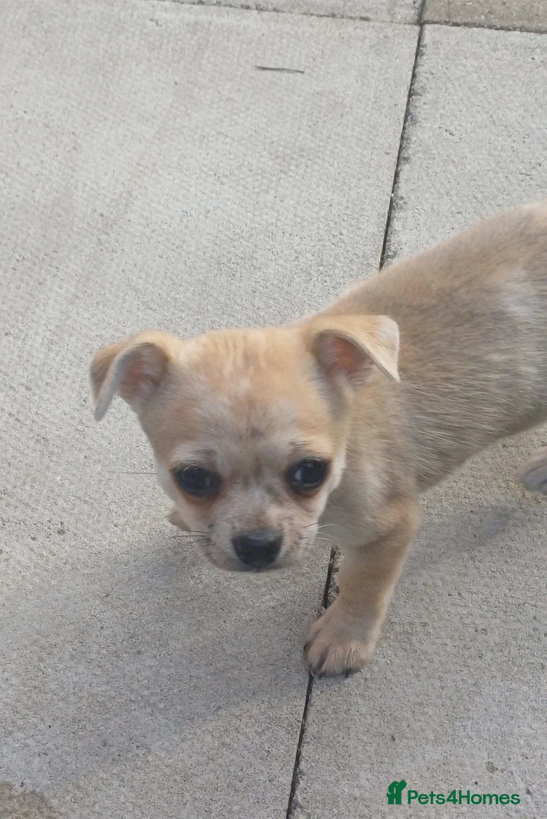 Chihuahua dogs for sale: Chihuahua Pup - Advert 1