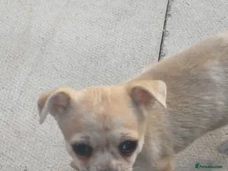 Chihuahua dogs Chihuahua Pup - Advert 2