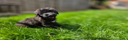 Lurcher dogs for sale: Deerhound Greyhound Collie/Bedlington  - Advert 19