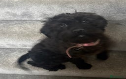 Labradoodle dogs for sale: Miniature Labradoodle RESERVED - Image 3