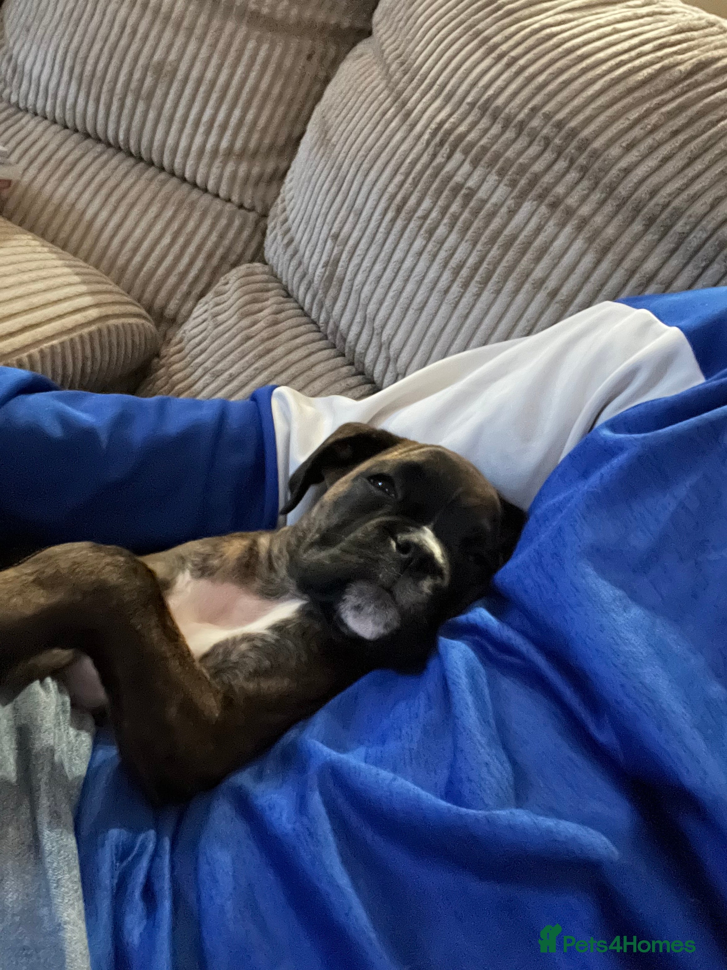 Boxer dogs Boxer puppies - Advert 4