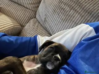 Boxer dogs Boxer puppies - Advert 4