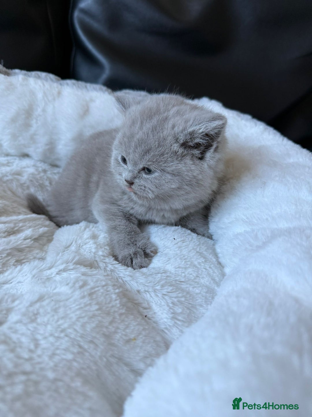 British Shorthair cats for sale: 5 beautiful British Shorthair Girls for sale - Advert 17