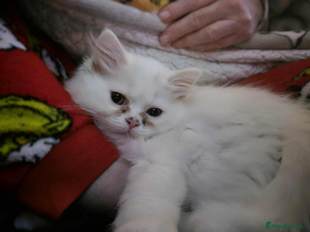 Mixed Breed cats for sale: Persian X Ragdoll Kittens Ready For Forever Homes! - Advert 24