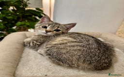 British Shorthair cats for sale: READY LONDON RARE 2 PAIRS - Advert 5