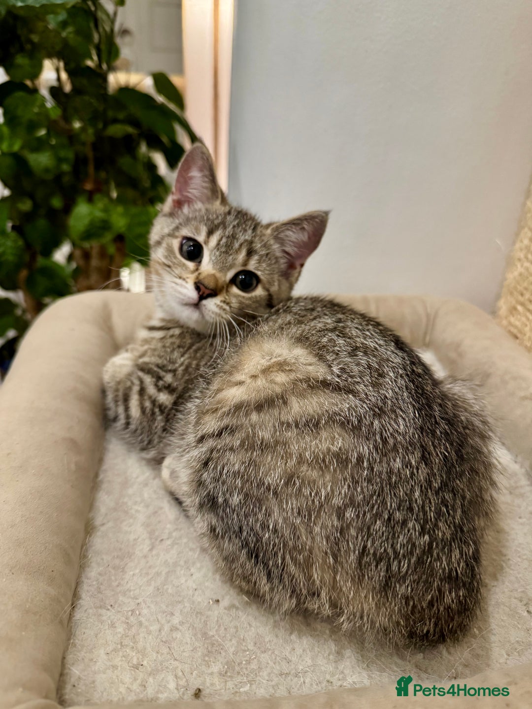 British Shorthair cats for sale: READY LONDON RARE 2 PAIRS - Advert 5