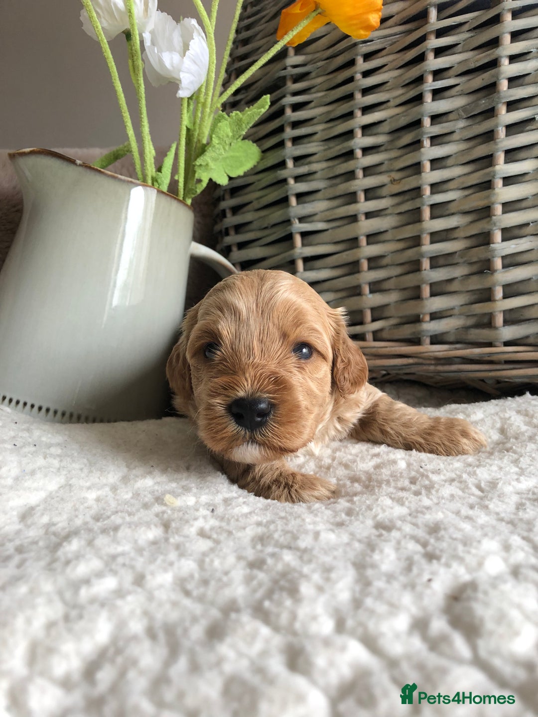 Cavapoochon dogs for sale: Cavapoochon puppies *1 boy remaining* - Image 6