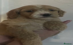 Cockapoo dogs for sale: 5 beautiful F1 cockerpoos  - Image 11