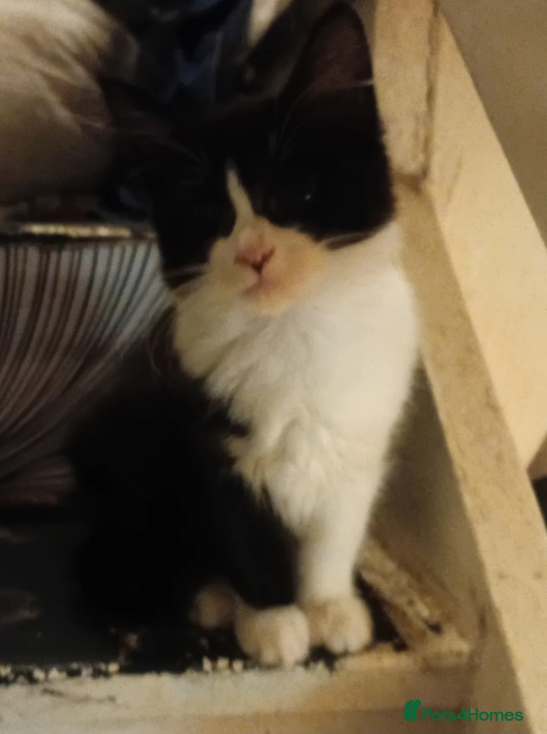 Domestic Shorthair cats for sale: Mixture of cats and kittens - Advert 10