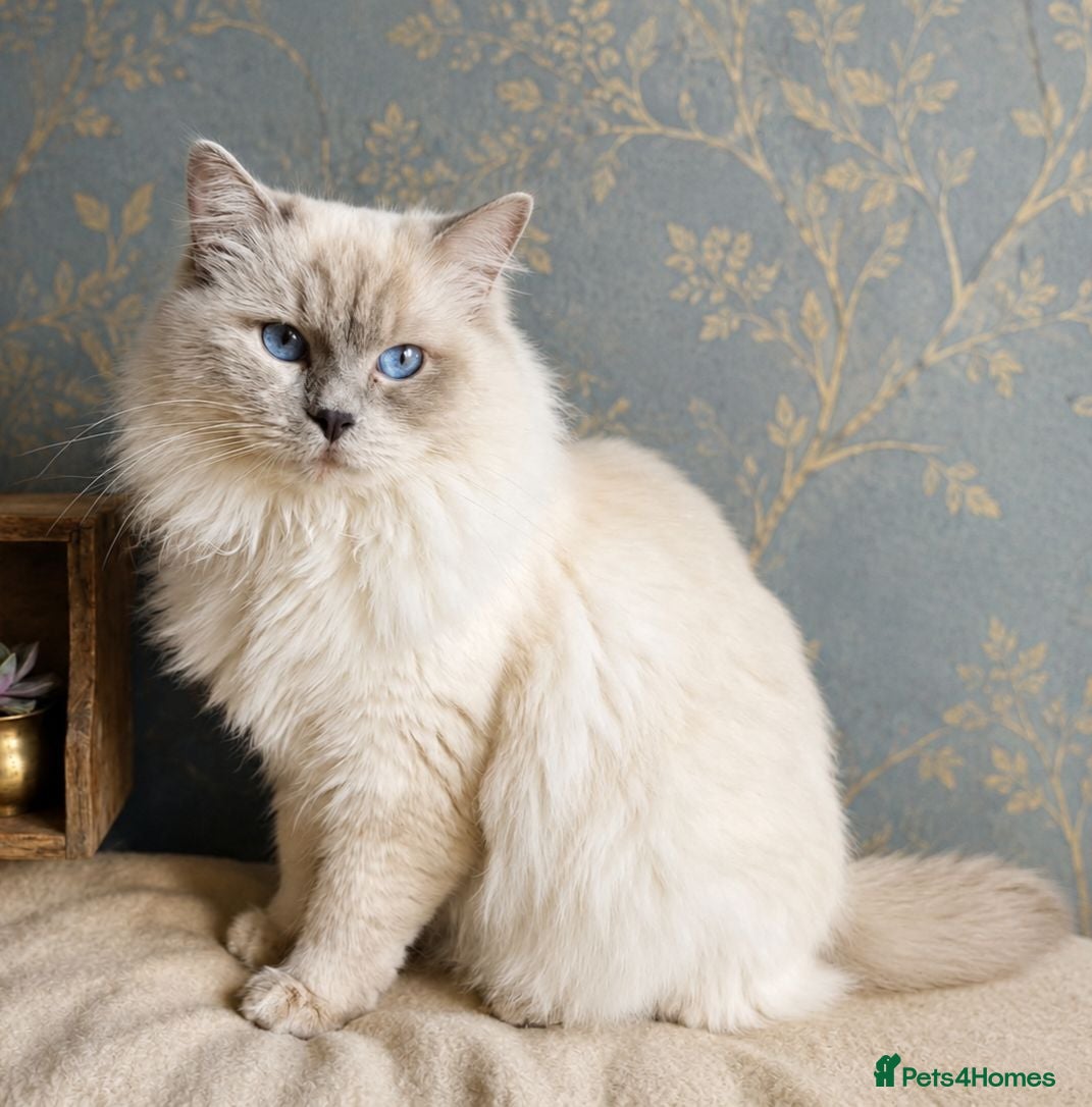 Ragdoll cats Ragdoll Stud - Experienced  - Advert 1