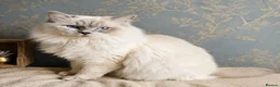 Ragdoll cats for stud: Ragdoll Stud - Experienced  - Advert 1