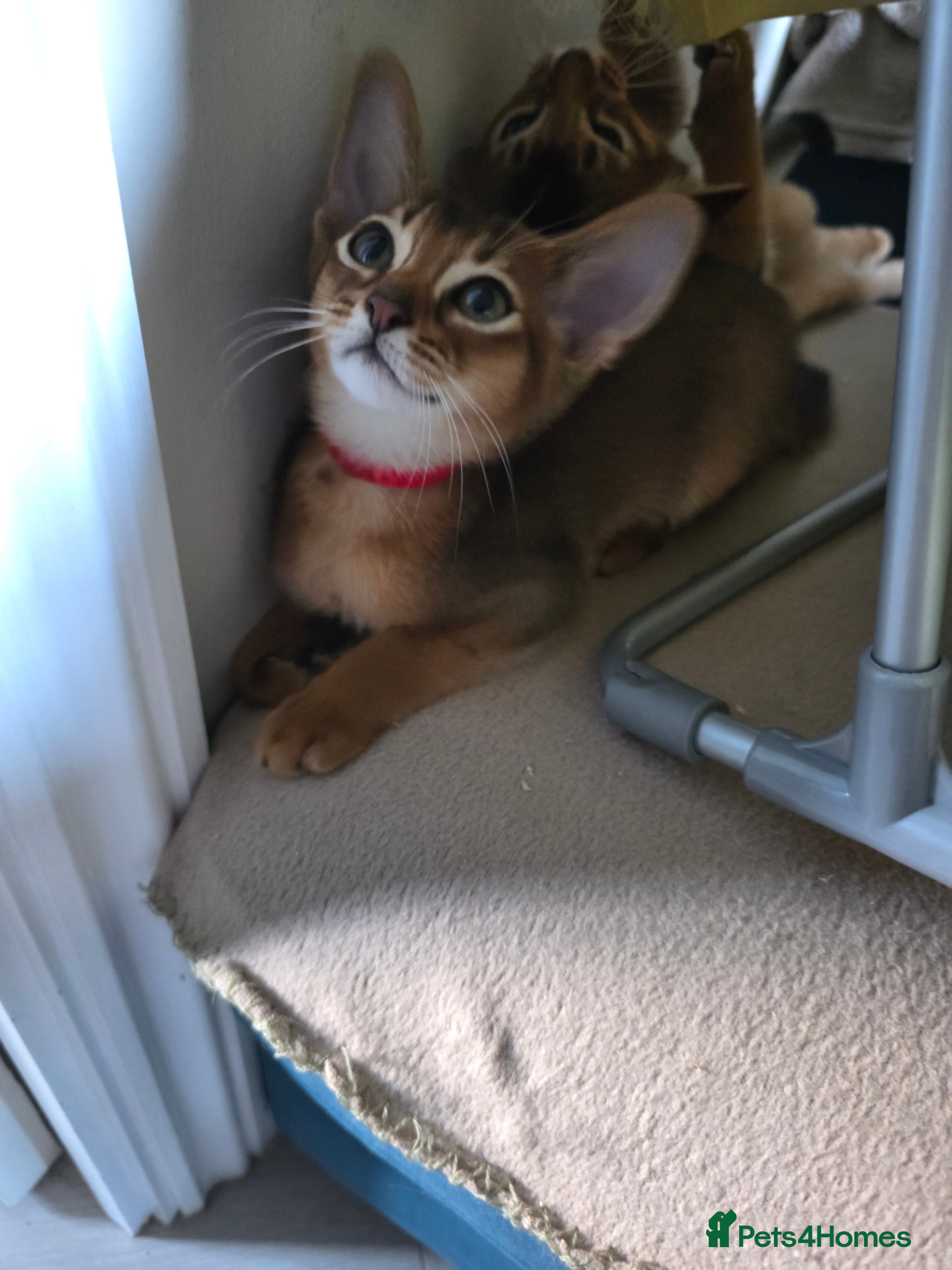 Abyssinian cats ⭐️⭐️Pure Abyssinian kittens ⭐️⭐️ - Advert 1
