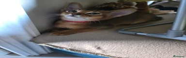 Abyssinian Kitten 4