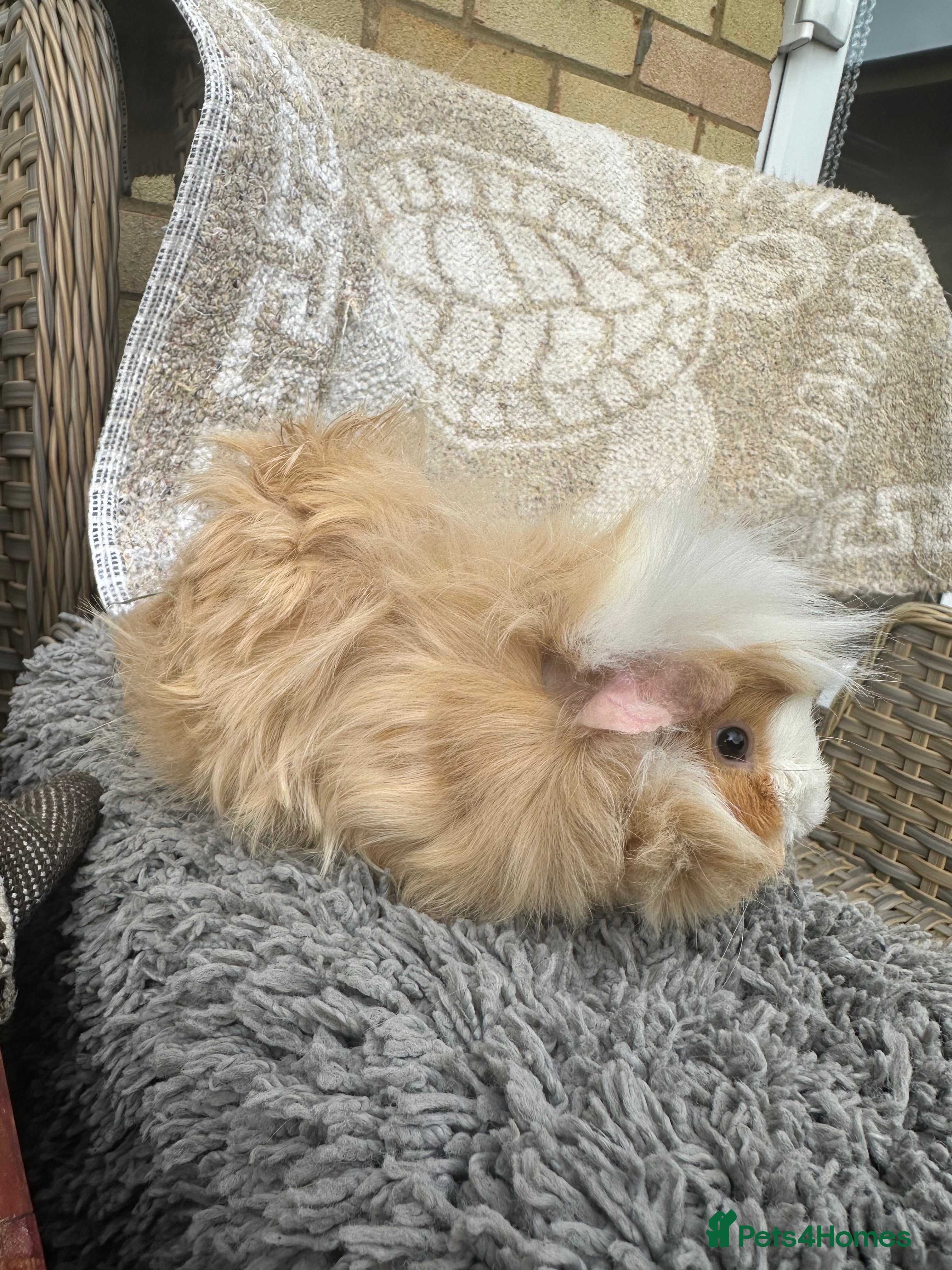 Guinea Pig rodents 1 left Lovely funky haired male guinea pig - Advert 2