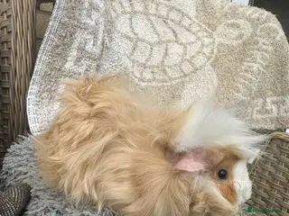 Guinea Pig rodents 1 left Lovely funky haired male guinea pig - Advert 1