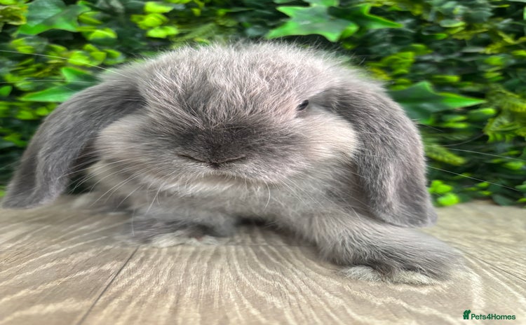 Mini Lop rabbits - Advert 2