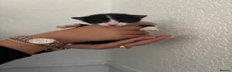 Mixed Breed cats for sale: Male kitten Raggamuffin/tabby mix  - Advert 5