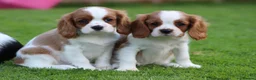 Cavalier King Charles Spaniel dogs for sale: Beautiful Cavalier King Charles Spaniel puppies - Advert 10