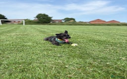 Mixed Breed dogs for sale: Pug mix poodle  - Image 11