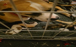 Mixed Breed dogs for sale: Confident & Well-Socialised Presa x Staffy Pups - Image 31