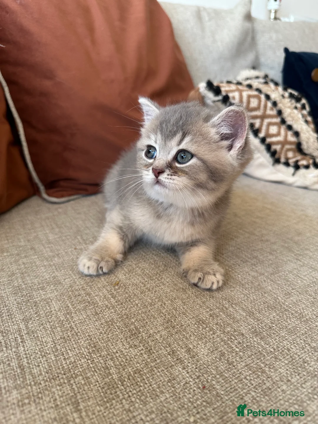 British Shorthair cats for sale: Cinnamon X Golden British Shorthairs - Advert 4