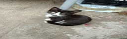 Serengeti cats for sale: 2 cats and to kitty in Boston - Advert 3
