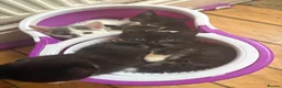 Domestic Shorthair cats for sale: Very cute kittens  - Advert 2