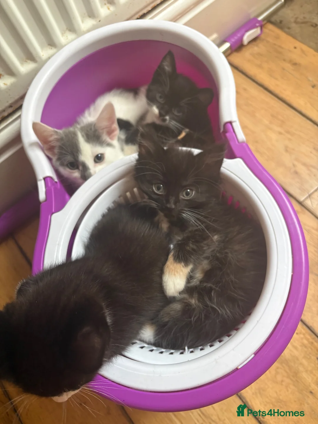 Domestic Shorthair cats for sale: Very cute kittens  - Advert 2
