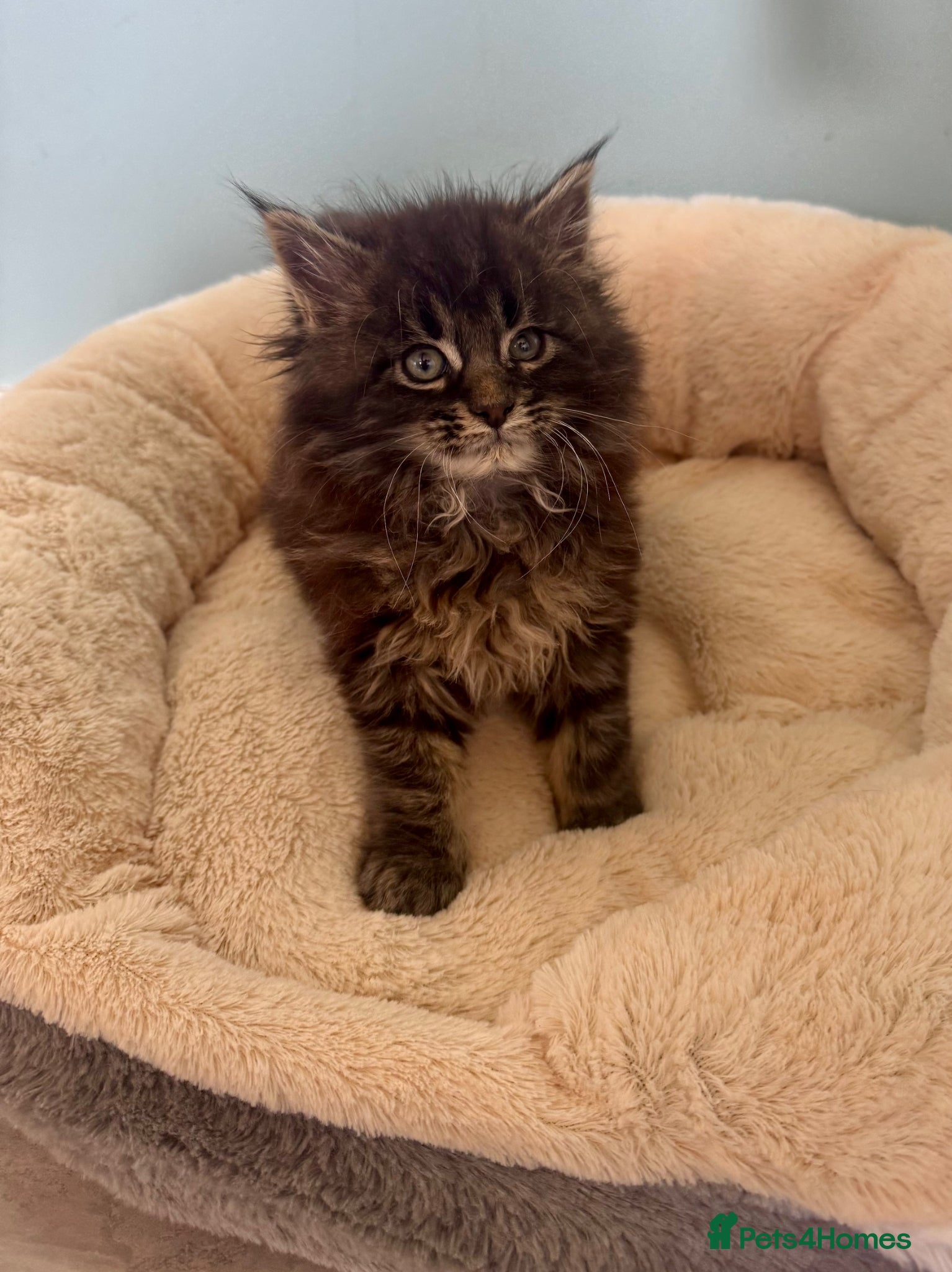Maine Coon cats for sale: Pedigree Maine Coon Male Kitten in Newtownards - Advert 5